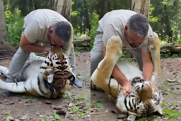 Controversial Video of Man Kissing Tiger Sparks Debate