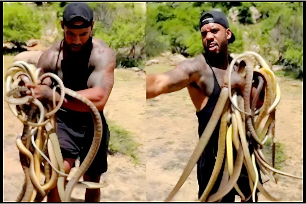 Fearless Man Releases Dozens of Snakes into Wild: Viral Video Stuns Netizens
