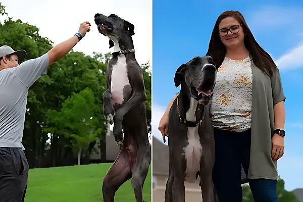 World's Tallest Dog Zeus Passes Away After Battle with Cancer